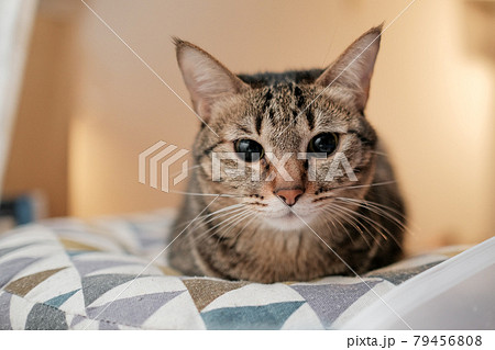 猫 ねこ ネコ 79456808