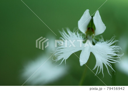 空飛ぶ白鷺 空飛ぶ白鷺 79456942