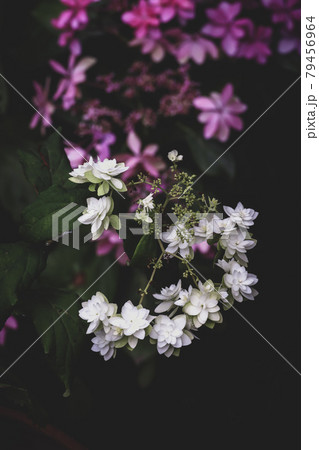 花の名前はわかりませんが 花の名前はわかりませんが 79456964