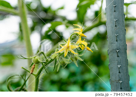 トマトの花 79457452