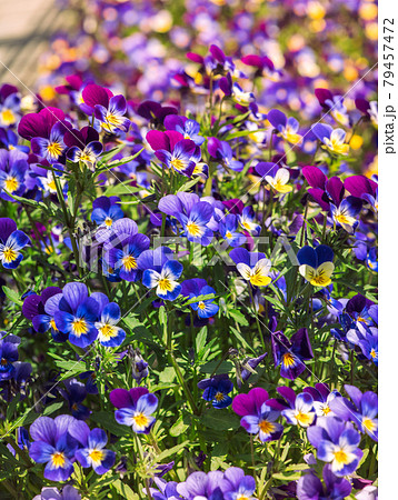 Beautiful blooming spring and summer flowers garden pansy Beautiful blooming spring and summer flowers garden pansy 79457472