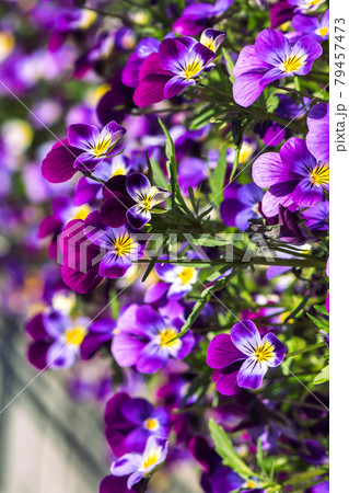 Beautiful blooming spring and summer flowers garden pansy 79457473