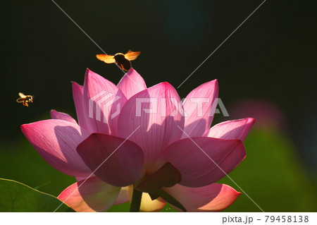 神聖な花 79458138