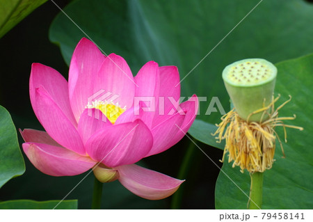 神聖な花 79458141