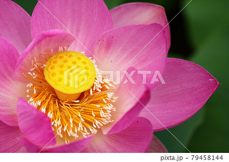 神聖な花 79458144