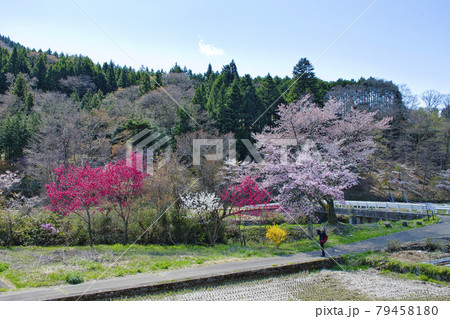 【山梨県道志村】道志川沿いに咲く桜 【山梨県道志村】道志川沿いに咲く桜 79458180
