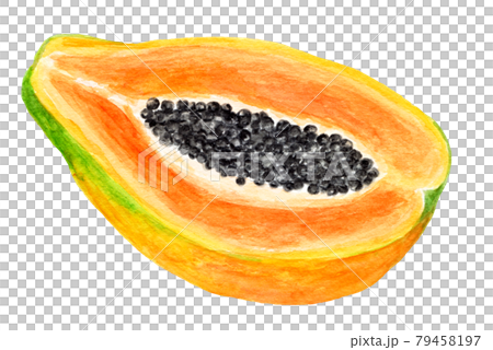 Watercolor illustration of papaya cut in half Watercolor illustration of papaya cut in half 79458197