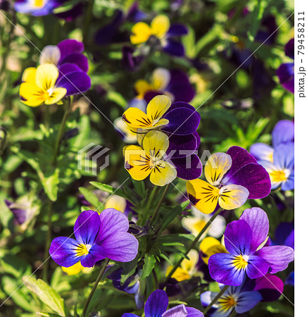 Beautiful blooming spring and summer flowers 79458211