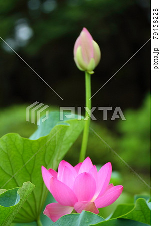 神聖な花 神聖な花 79458223