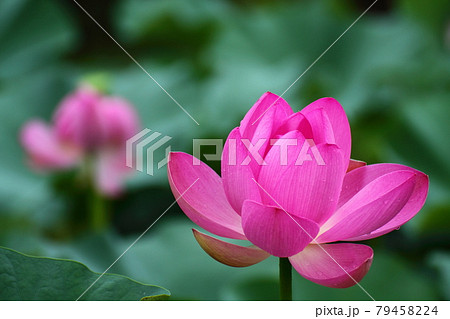 神聖な花の写真素材