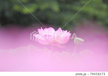 神聖な花 79458273