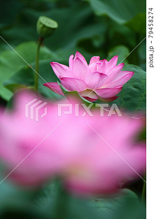 神聖な花 神聖な花 79458274