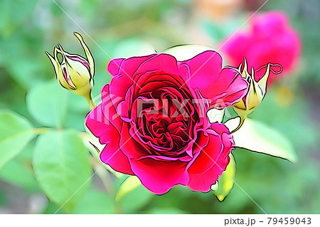 パステル調 真っ赤なバラの花 イラストイメージのイラスト素材