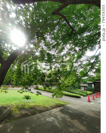 木洩れ日と福蔵院 79459305