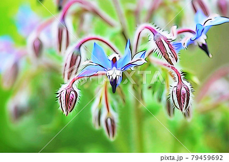 パステル調 ポリジの花 イラストイメージのイラスト素材