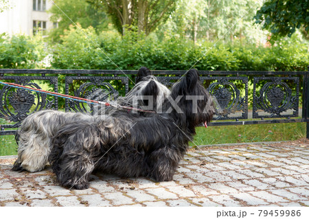 Two sky Terrier dogs walk in the Park in the summer 79459986