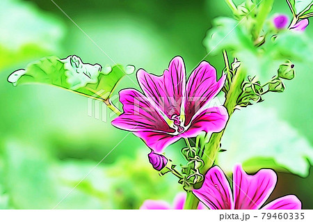 パステル調 マロウの花 イラストイメージのイラスト素材
