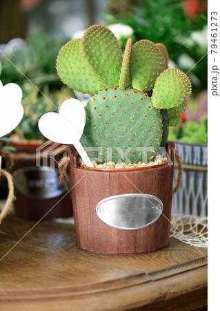 Bunny ears cactus in vase in the flowers shop Bunny ears cactus in vase in the flowers shop 79461273