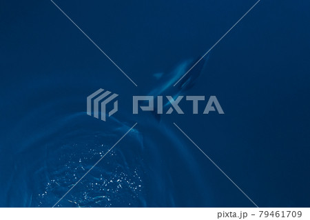Aerial view of couple bottlenose dolphins in sea. Aquatic animal underwater in open sea Aerial view of couple bottlenose dolphins in sea. Aquatic animal underwater in open sea 79461709