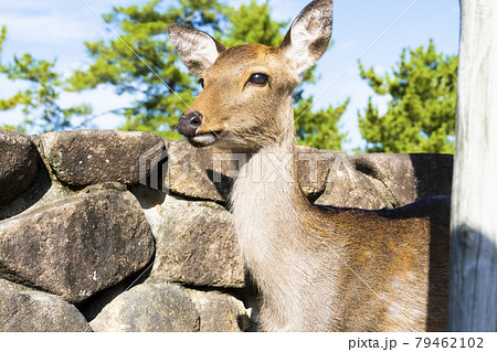 鹿、宮島、動物 鹿、宮島、動物 79462102