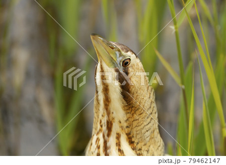 Close up of an Eurasian great bittern 79462147