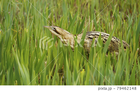 Close up of an Eurasian great bittern in reeds 79462148