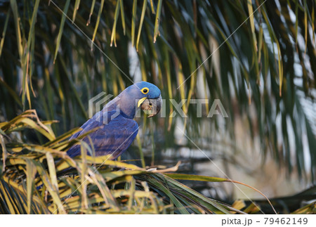 Hyacinth macaw perched in a palm tree Hyacinth macaw perched in a palm tree 79462149