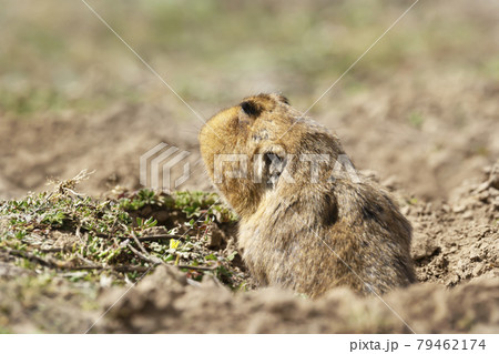 Close up of a big-headed African mole-rat, Ethiopia. 79462174