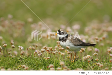 Ringed plover in pink thrift on a coastal area of Noss island, Scotland Ringed plover in pink thrift on a coastal area of Noss island, Scotland 79462212