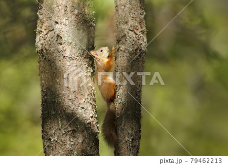 Close up of a Red squirrel in a tree Close up of a Red squirrel in a tree 79462213