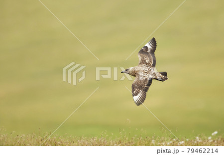 Close up of Great Skua in flight 79462214