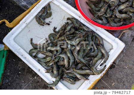 Live sea crabs and marine life lie in a tray at an Asian fish market. Vietnamese market. Sea catch. 79462717