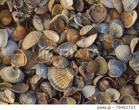 Natural sea background. Close-up of seashells in natural light. 79462725