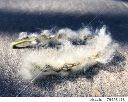 Allergy poplar fluff flower of cottonwood twig Allergy poplar fluff flower of cottonwood twig 79463158