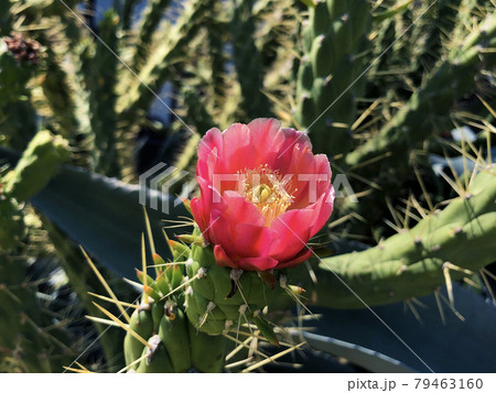 Big thicket blooming cactus with beautiful red flower Big thicket blooming cactus with beautiful red flower 79463160