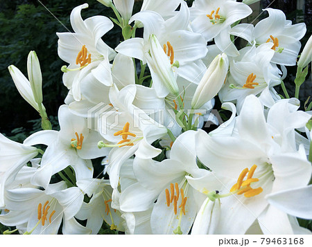 Flower bed with large beautiful white lilies Flower bed with large beautiful white lilies 79463168