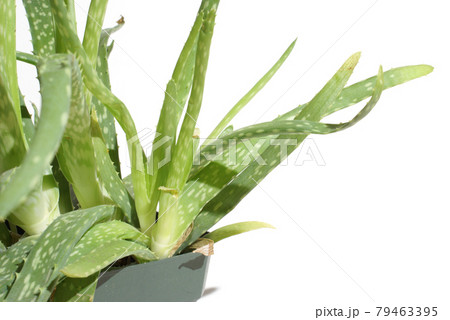 Aloe Vera 79463395