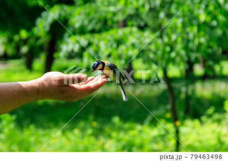 Great tit bird taking seeds from human hand 79463498