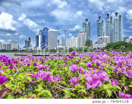 タイ・バンコク ベンジャキティ公園 / Benjakitti Park, Bangkok 79464128