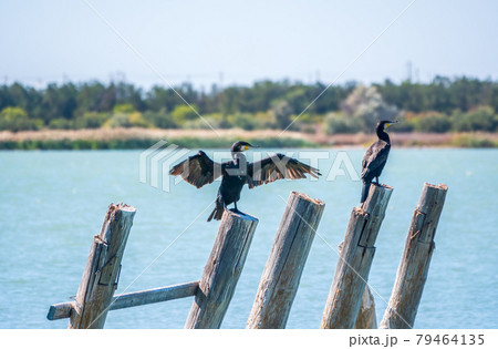 Great cormorant, Phalacrocorax carbo, drying its wings on the wind. 79464135