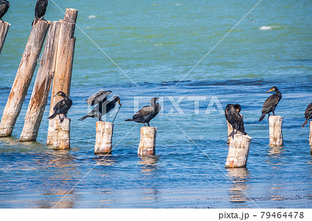 A flock of cormorants sits on a old sea pier 79464478