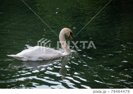 A graceful white swan swimming on a lake with dark green water. The white swan is reflected in the water 79464479