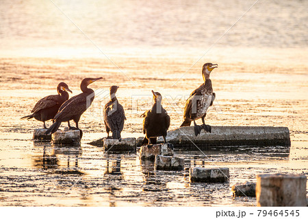 A flock of cormorants sits on a old sea pier in orange sunset light 79464545