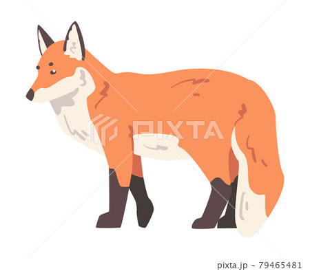 Cute Fox Wild Forest Mammal Animal Cartoon Vector Illustration Cute Fox Wild Forest Mammal Animal Cartoon Vector Illustration 79465481