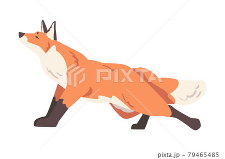 Creeping Sly Red Fox, Wild Predator Forest Mammal Animal Cartoon Vector Illustration Creeping Sly Red Fox, Wild Predator Forest Mammal Animal Cartoon Vector Illustration 79465485