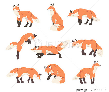 Red Fox Activity Set, Wild Predator Forest... - Stock Illustration  [79465506] - PIXTA