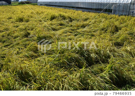 風水害の被害にあった稲穂 79466935