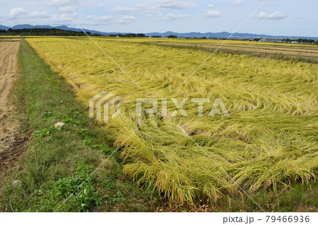 風水害の被害にあった稲穂 79466936