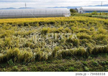 風水害の被害にあった稲穂 79466938