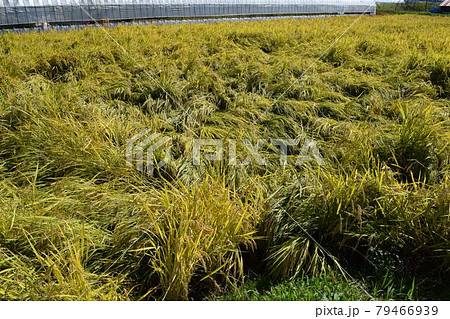 風水害の被害にあった稲穂 79466939